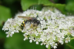 Umbelliferae Prints: Slender-bodied digger wasp (Crabro cribrarius) male