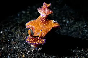 Speckled Prints: Slender ceratosoma nudibranch (Ceratosoma gracillimum) on the seabed