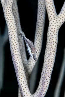 Slender filefish (Monacanthus tuckeri) hiding in the branches of a porous sea rod