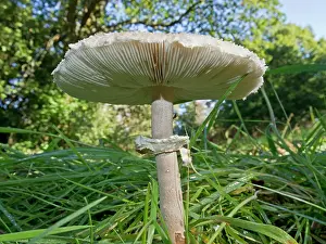 London Prints: Slender parasol (Macrolepiota mastoidea) mushroom