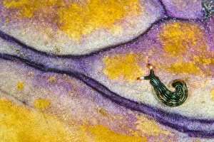 Alex Mustard Gallery: Slender sapsucking slug (Thuridilla gracilis) on surface of Royal seasquirt
