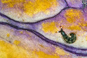 Alex Mustard 2021 Update Prints: Slender sapsucking slug (Thuridilla gracilis) on surface of Royal seasquirt