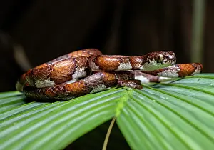 Colubridae Prints: Slender snail sucker snake (Sibon dimidiatus) resting on leaf