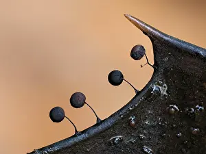 Mould Prints: Slime mould (Collaria rubens) four mature sporangia on the edge of a Holly leaf