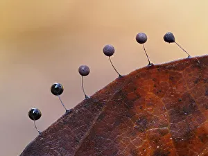 Slime mould (Comatricha lurida) 2mm tall sporangia growing along the edge of a rotting