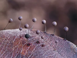 Slime mould (Comatricha lurida) 2mm tall sporangia growing on the surface of a leaf