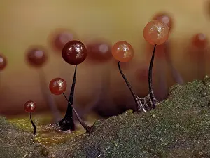 Buckinghamshire Prints: Slime mould (Comatricha nigra) maturing sporangia on rotting Beech log