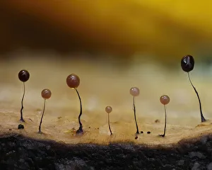 Shape Prints: Slime mould (Comatricha nigra) sporangia with a range of colours
