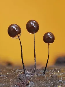 Liquids Prints: Slime mould (Comatricha nigra) sporangia with water droplets on a rotting log