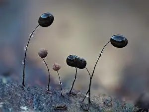 Buckinghamshire Prints: Slime mould (Comatrichia alta) mature group with some starting to produce spores
