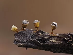 Slime mould (Craterium minutum) tiny sporangia in various stages of development on tiny