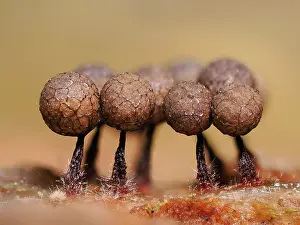 Mould Prints: Slime mould (Cribraria argillacea) 1mm tall mature sporangia on rotting pine log