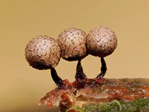 Mould Prints: Slime mould (Cribraria argillacea) mature sporangia on rotting pine log with fungi starting to infect the stems