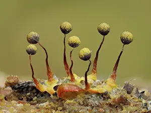 Buckinghamshire Prints: Slime mould (Cribraria aurantiaca) 1mm tall mature sporangia ready to disperse spores