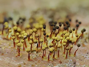 Buckinghamshire Prints: Slime mould (Cribraria aurantiaca)