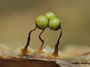 Magnification Prints: Slime mould (Cribraria aurantiaca) three maturing