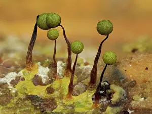 Buckinghamshire Prints: Slime mould (Cribraria aurantiaca) newly developed 1mm tall sporangia in green colour stage
