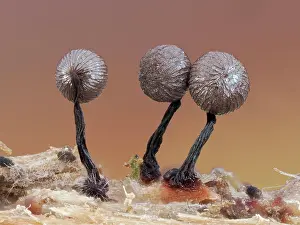 Buckinghamshire Prints: Slime mould (Cribraria mirabilis) line of 3 recently developed sporangia showing their metalic peridium