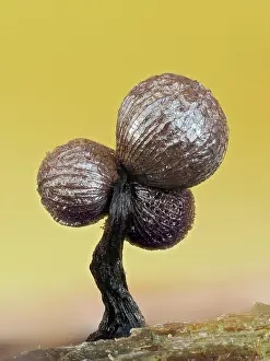 Buckinghamshire Prints: Slime mould (Cribraria mirabilis) triple headed sporangia