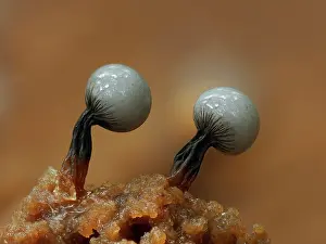 Buckinghamshire Prints: Slime mould (Cribraria rufa) immature sporangia just starting to develop on rotten log