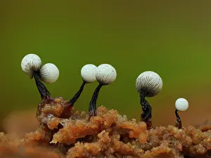 Buckinghamshire Prints: Slime mould (Cribraria rufa) immature sporangia with peridial net starting to form