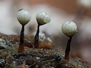 Damp Prints: Slime mould (Cribraria rufa) line of three immature sporangia on rotting log