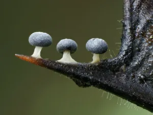 Spike Prints: Three Slime mould (Didymium squamulosum) sporangia growing along spike of Holly (Ilex sp) leaf