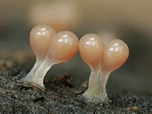 Buckinghamshire Prints: Slime mould (Hemitrichia calyculata) immature sporangia starting to develop