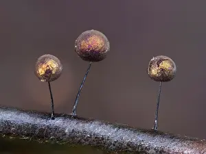 Buckinghamshire Prints: Slime mould (Lamproderma scintillans) three 1mm tall sporangia on edge of Holy leaf showing gold colour form