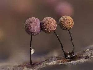 Slime mould (Lamproderma scintillans) close up of sporangia growing on a Holly leaf