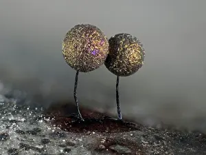 Mould Prints: Slime mould (Lamproderma scintillans) two mature sporangia growing on a Holly Leaf