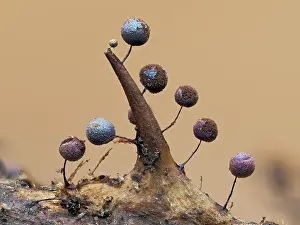 Buckinghamshire Prints: Slime mould (Lamproderma scintillans) maturing sporangia starting to release spores on Bramble thorn