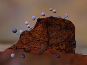 Growth Prints: Slime mould (Lamproderma scintillans) sporangia growing along edge of decaying leaf