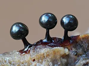 Buckinghamshire Prints: Slime mould (Lamproderma violaceum) three immature sporangia