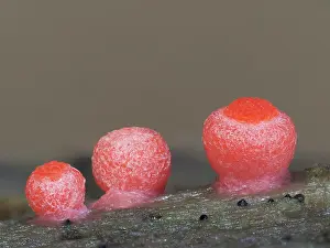 Buckinghamshire Prints: Slime mould (Lycogala conicum) three sporangia