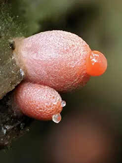 Buckinghamshire Prints: Slime mould (Lycogala conicum) two sporangia showing guttation