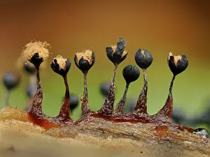 Buckinghamshire Prints: Slime mould (Metatrichia floriformis) line of mature sporangia showing open