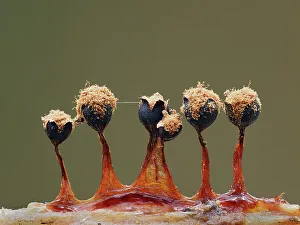 Releasing Prints: Slime mould (Metatrichia floriformis) line of sporangia split open and releasing spores