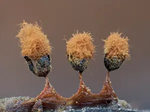 Buckinghamshire Prints: Slime mould (Metatrichia floriformis) three mature sporangia releasing spores
