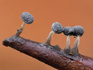 Buckinghamshire Prints: Slime mould (Physarum album) line of mature sporangia after rain
