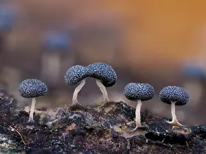 Buckinghamshire Prints: Slime mould (Physarum album) line of sporangia recently matured and dark coloured