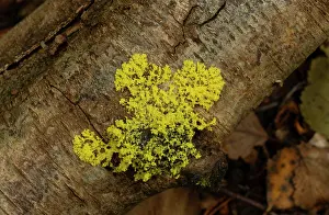 Growth Prints: Slime mould (Physarum cinereum) growing on wet Birch log (Betula sp)