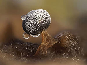 Slime mould (Physarum sp), dew droplets on sporangium, close-up