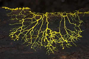 Slime mould (Physarum sp) plasmodium growing across rotting wood, Osa Peninsula