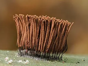 Buckinghamshire Prints: Slime mould (Stemonitis axifera) mature sporangia ready to disperse spores