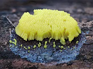 Life Cycles Prints: Slime mould (Stemonitis flavogenita) sporangia recently appeared showing the characteristic bright yellow colour