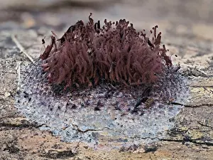 Life Cycles Prints: Slime mould (Stemonitis flavogenita) sporangia showing capilittium with most spores dispersed
