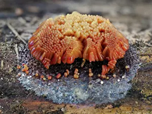 Life Cycles Prints: Slime mould (Stemonitis flavogenita) sporangia showing the change in colour change from yellow