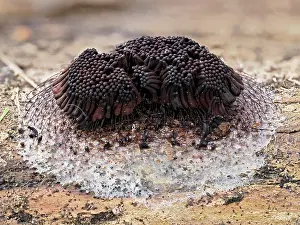 Life Cycles Prints: Slime mould (Stemonitis flavogenita) sporangia showing the colour change from original yellow colour
