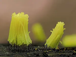 Buckinghamshire Prints: Slime mould (Stemonitis sp.) newly developed bright yellow specimens
